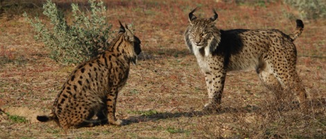 Lynx